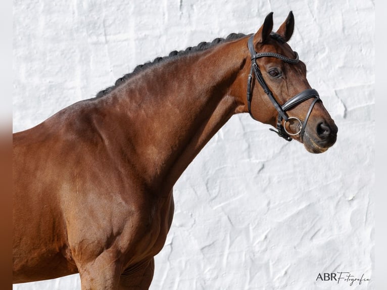 KWPN Gelding 21 years Bay in Betunes