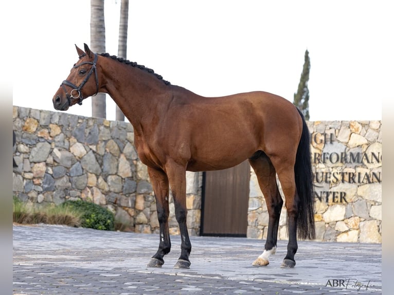 KWPN Gelding 21 years Bay in Betunes