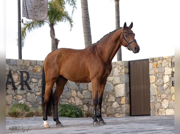 KWPN Gelding 21 years Bay in Betunes