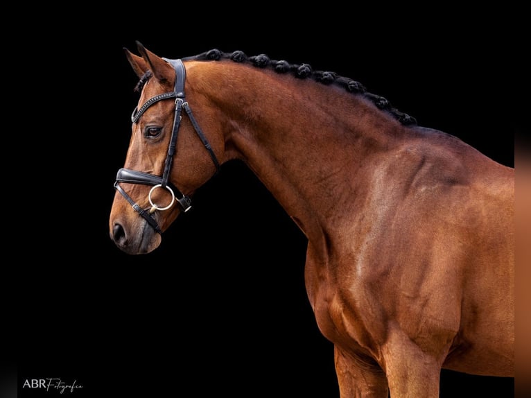 KWPN Gelding 21 years Bay in Betunes