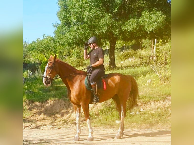 KWPN Gelding 23 years Chestnut-Red in Santa Cruz Del Valle