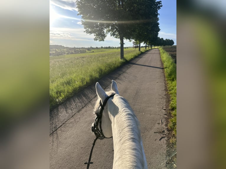 KWPN Gelding 23 years in Waldenbuch