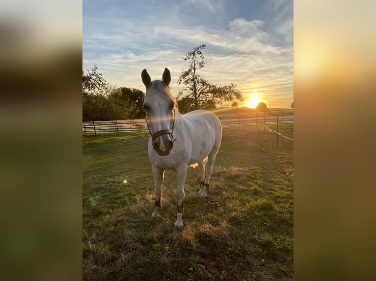 KWPN Gelding 23 years in Waldenbuch