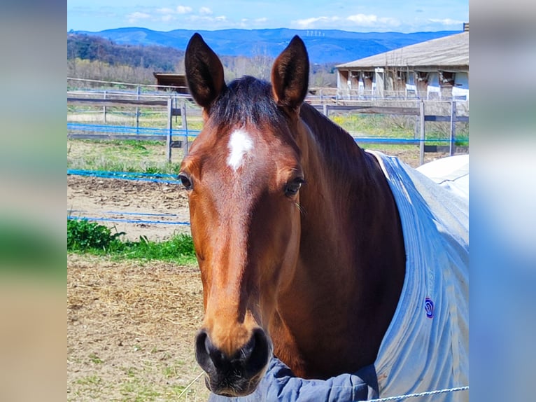 KWPN Gelding 24 years 16,2 hh Bay in Valence