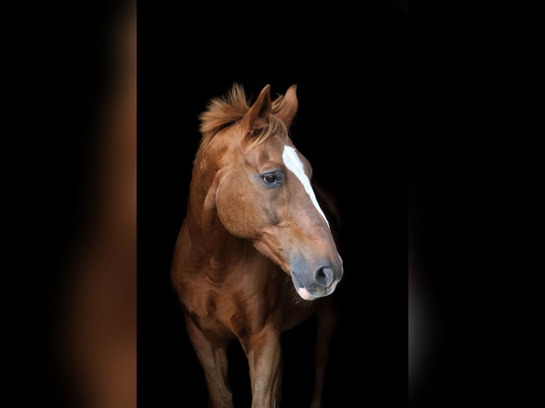 KWPN Gelding 26 years 16,1 hh Chestnut-Red in Straelen