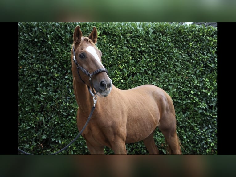 KWPN Gelding 26 years 16,1 hh Chestnut-Red in Straelen