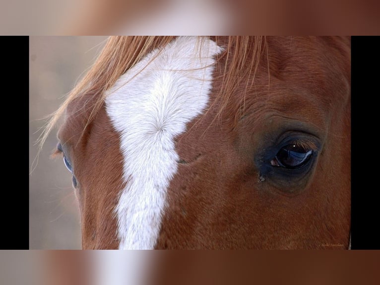 KWPN Gelding 27 years 16,1 hh Chestnut-Red in Straelen