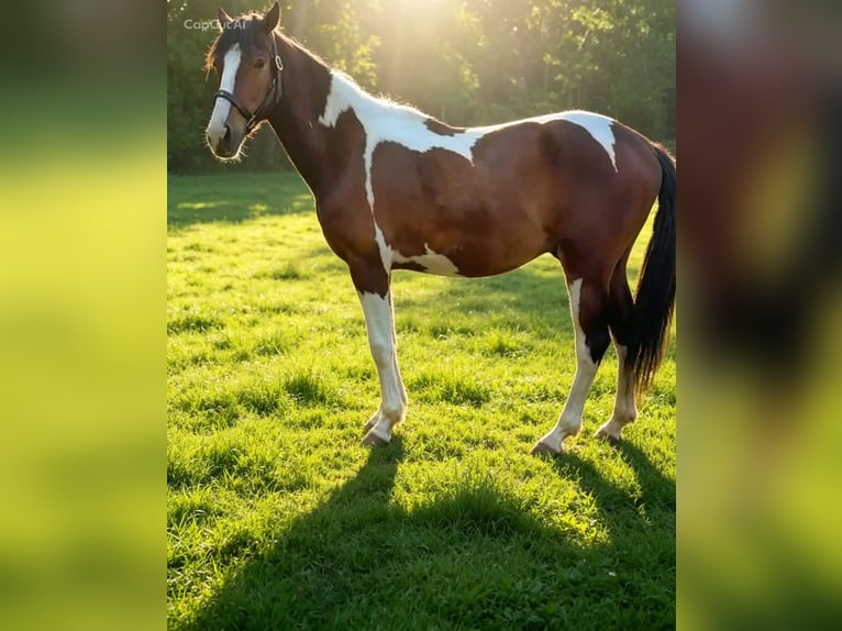 KWPN Gelding 2 years 15.1 hh Pinto in Beringen