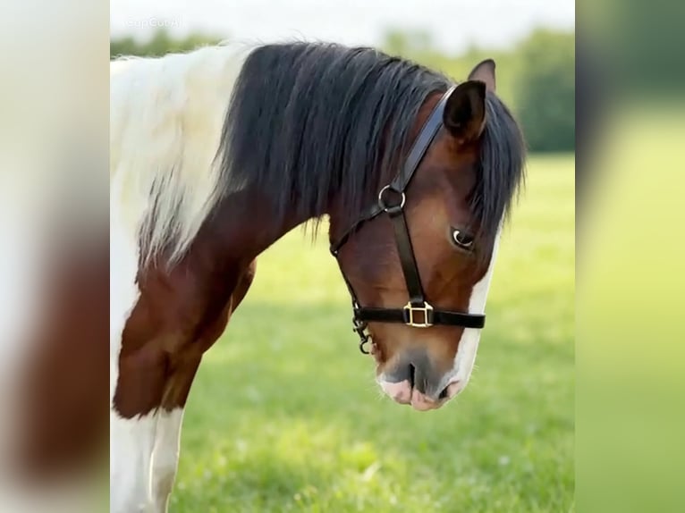 KWPN Gelding 2 years 15.1 hh Pinto in Beringen