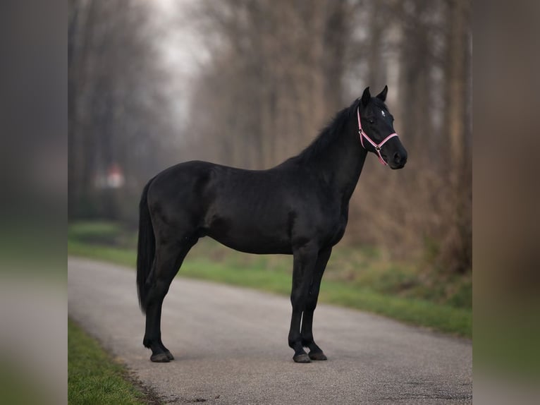 KWPN Gelding 2 years 15.2 hh Black in Wijdewormer
