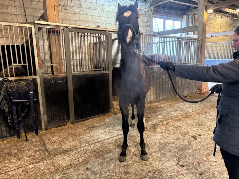 KWPN Gelding 2 years 15,2 hh Brown in Sint Philipsland