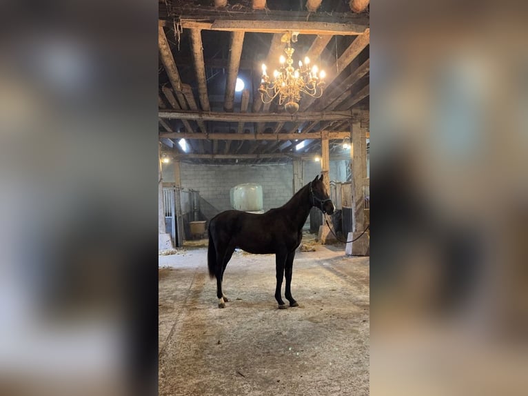 KWPN Gelding 2 years 15,2 hh Brown in Sint Philipsland