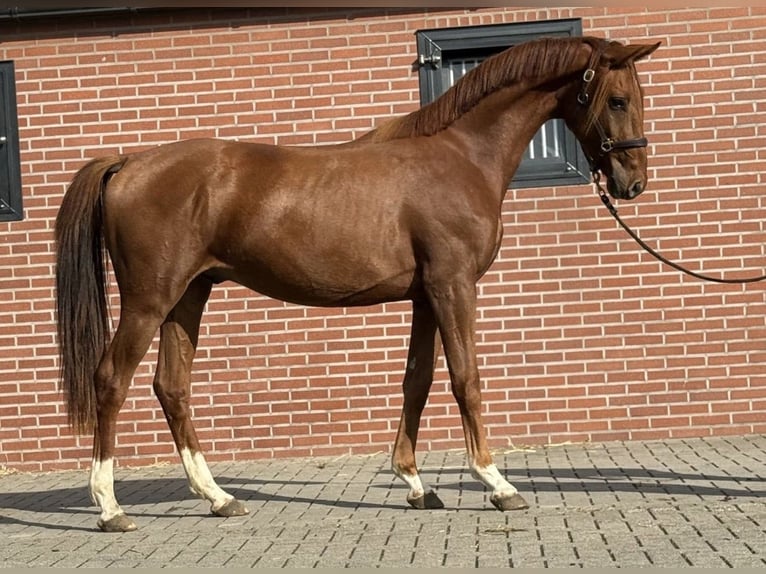 KWPN Gelding 2 years 15.2 hh Chestnut in Zieuwent