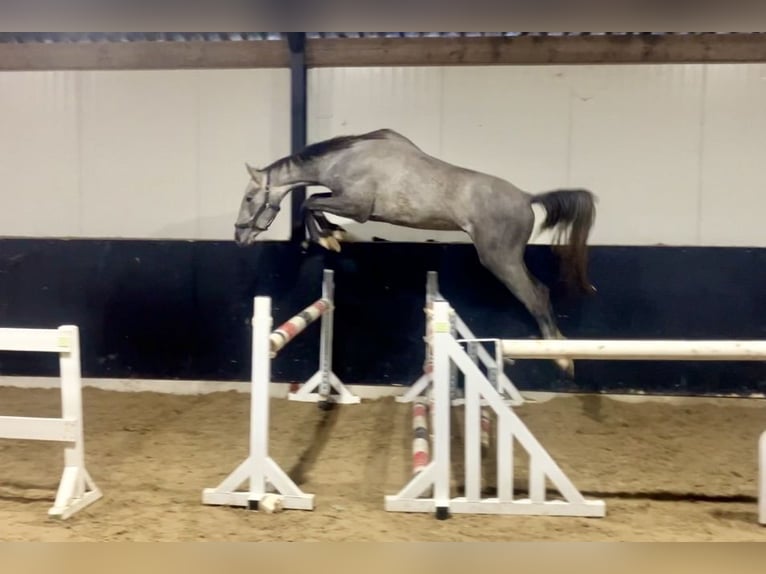 KWPN Gelding 2 years 15,3 hh Gray in Bladel