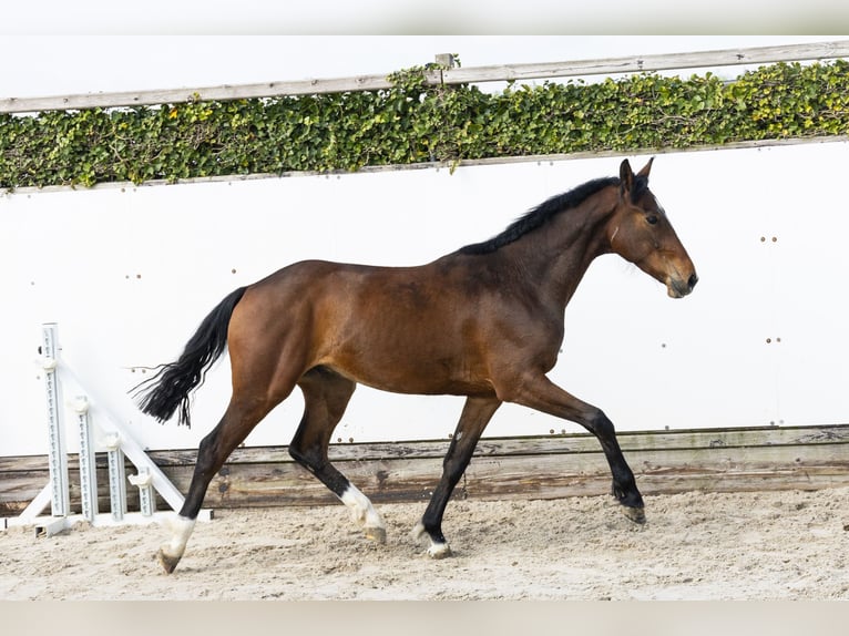 KWPN Gelding 2 years 15 hh Brown in Waddinxveen