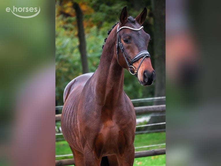 KWPN Gelding 2 years 16.1 hh Brown in Loon op Zand
