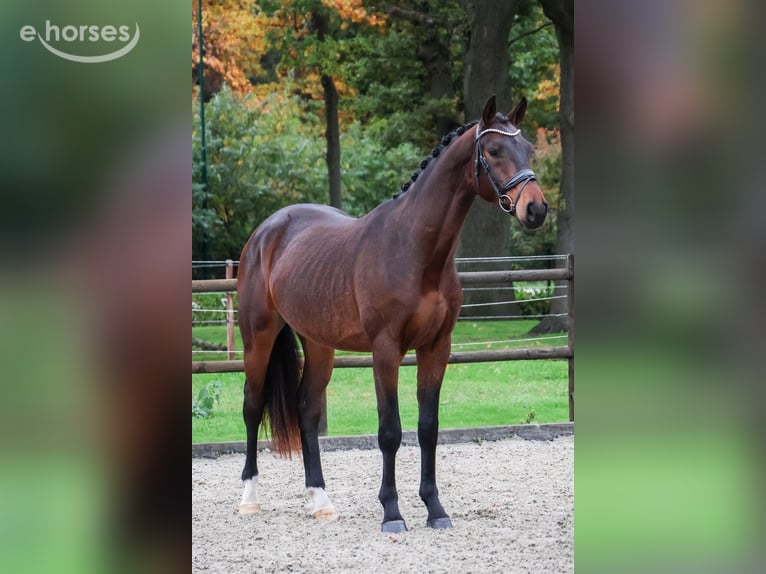 KWPN Gelding 2 years 16.1 hh Brown in Loon op Zand