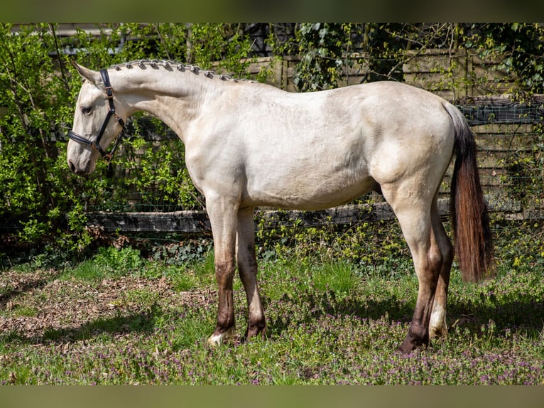 KWPN Gelding 2 years 16.1 hh Buckskin in Ede