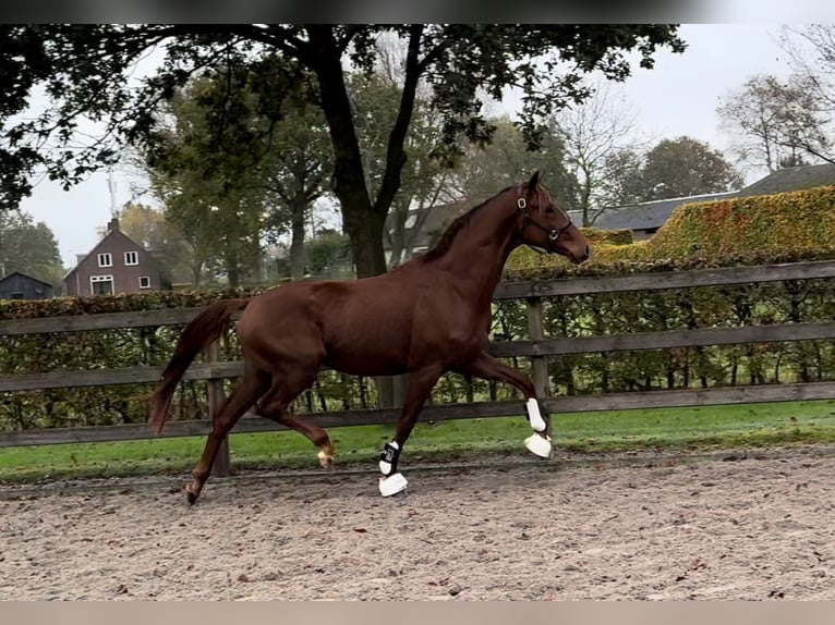 KWPN Gelding 2 years 16,1 hh Chestnut in Moergestel