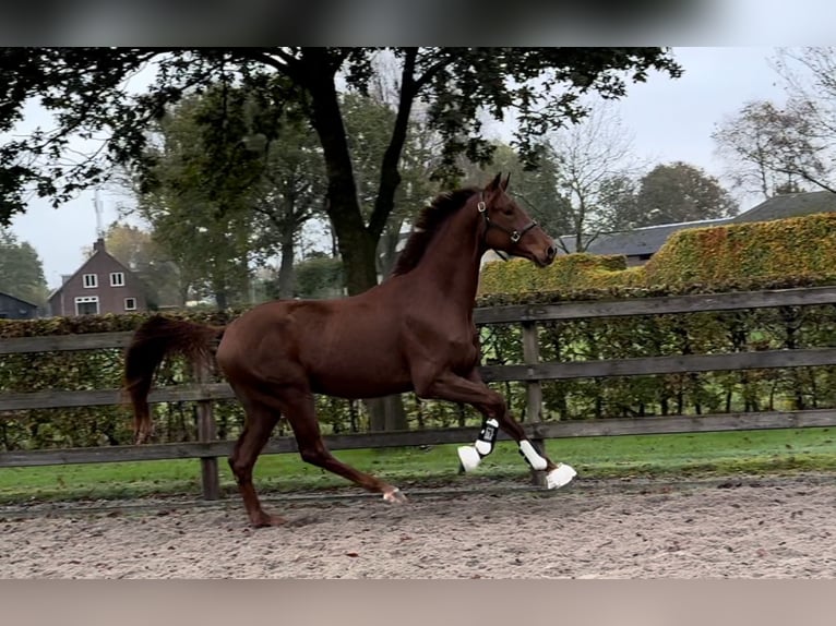 KWPN Gelding 2 years 16,1 hh Chestnut in Moergestel