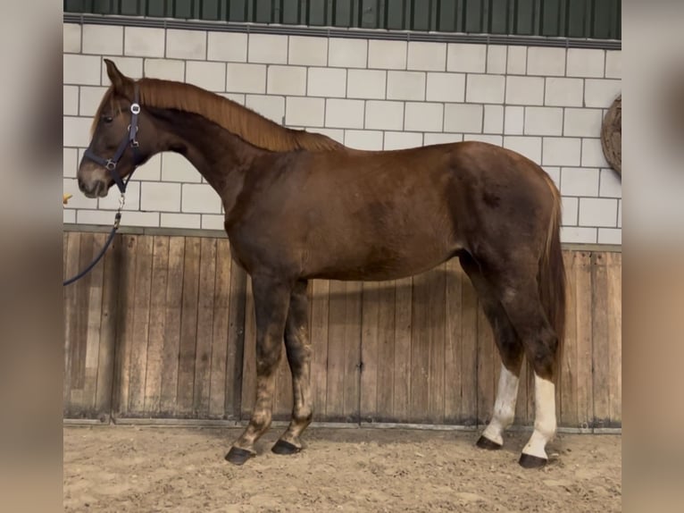 KWPN Gelding 2 years 16,1 hh Chestnut-Red in Oud Gastel