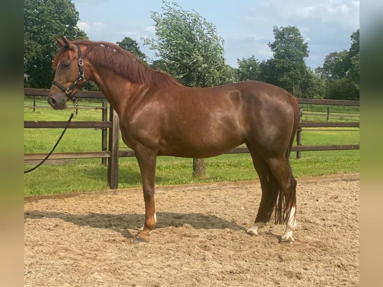 KWPN Gelding 2 years 16.2 hh Bay-Dark in Holten