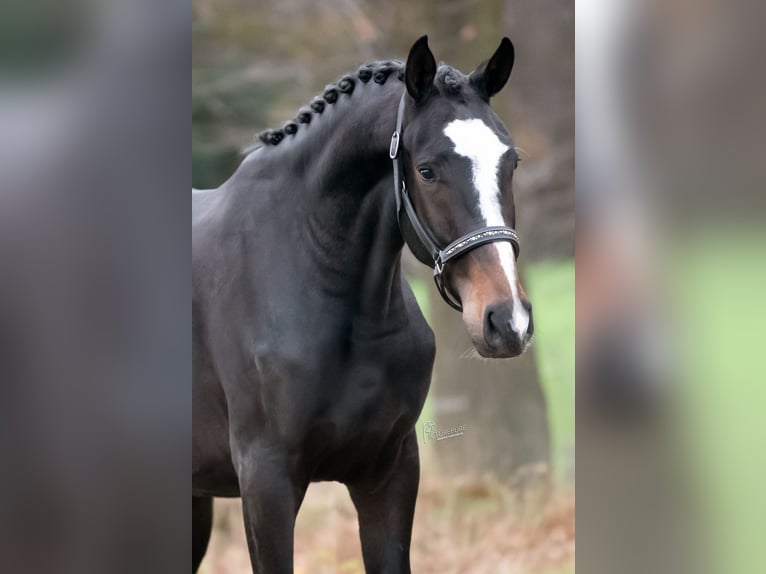 KWPN Gelding 2 years 16 hh Bay-Dark in Peer