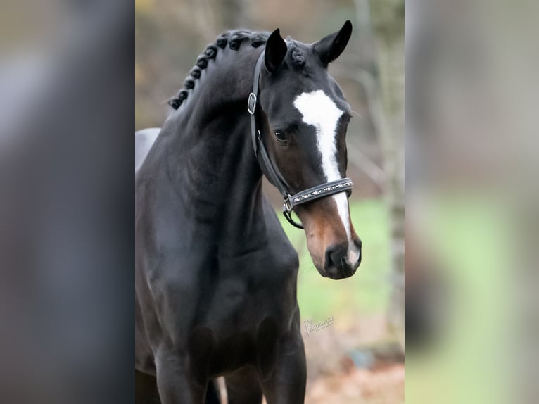 KWPN Gelding 2 years 16 hh Bay-Dark in Peer