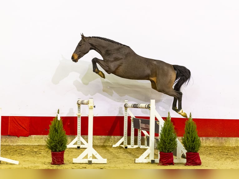 KWPN Gelding 2 years 16 hh Bay-Dark in Waddinxveen