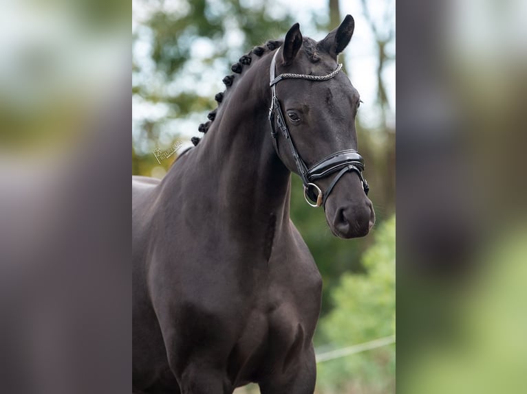 KWPN Gelding 2 years 16 hh Black in Weert