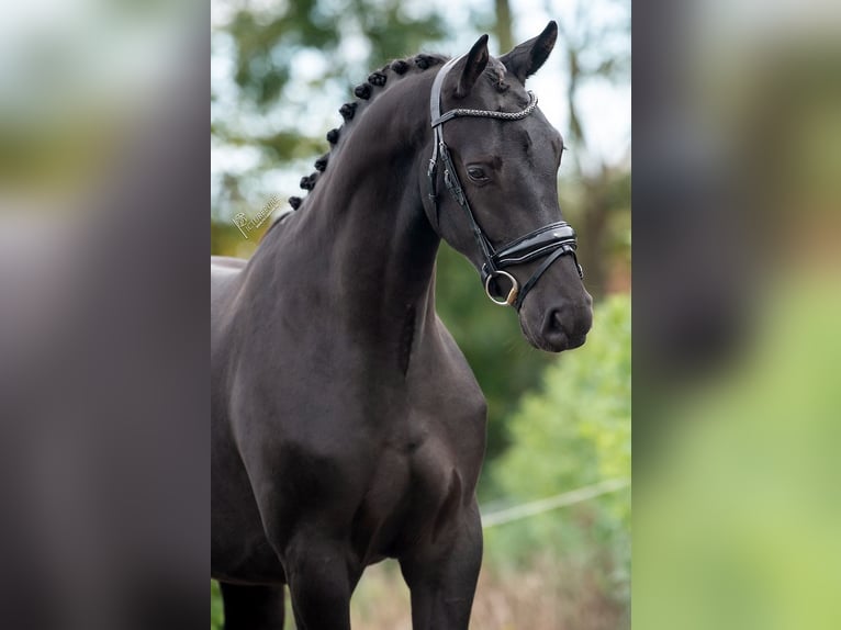 KWPN Gelding 2 years 16 hh Black in Weert