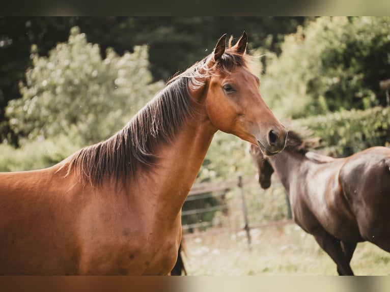 KWPN Gelding 2 years 16 hh Brown in Cromvoirt