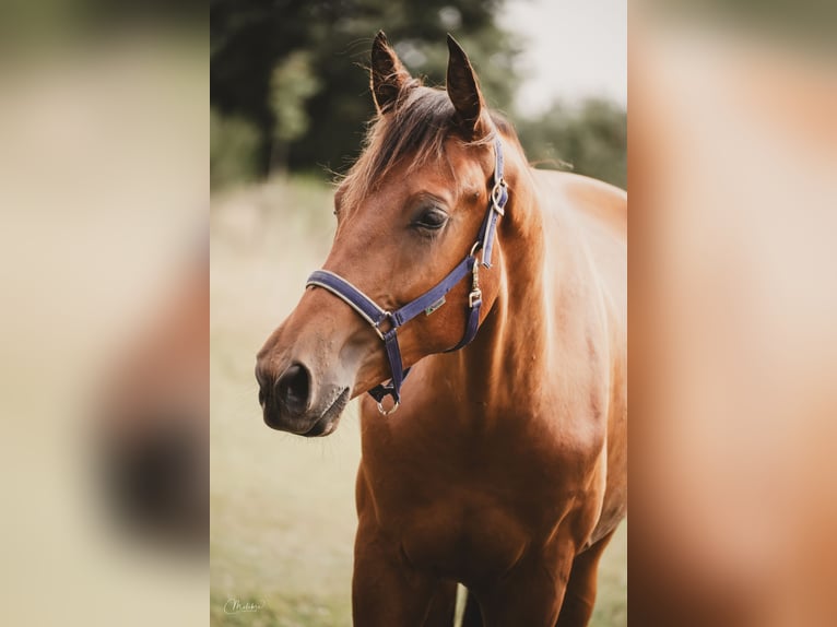 KWPN Gelding 2 years 16 hh Brown in Cromvoirt