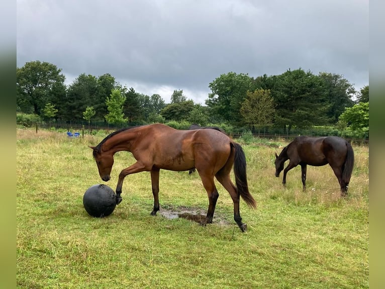 KWPN Gelding 2 years 16 hh Brown in Cromvoirt