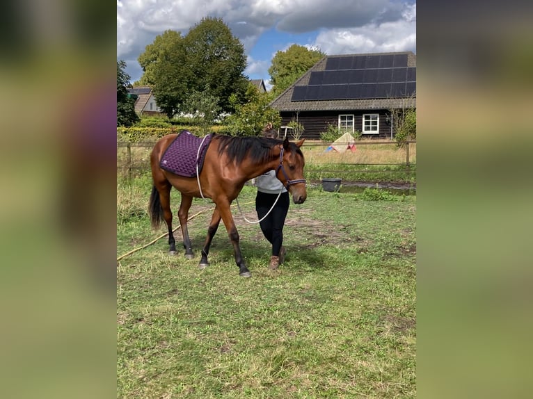 KWPN Gelding 2 years 16 hh Brown in Cromvoirt