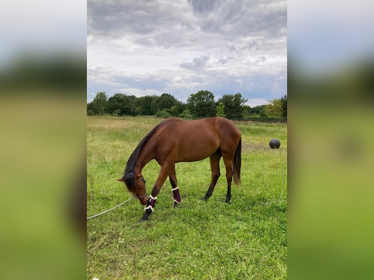 KWPN Gelding 2 years 16 hh Brown in Cromvoirt