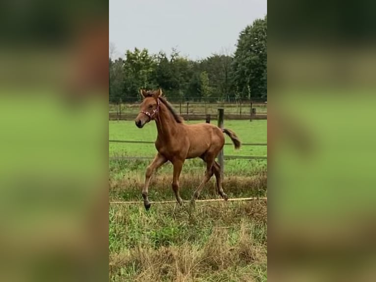 KWPN Gelding 2 years 16 hh Brown in Cromvoirt