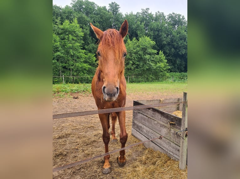 KWPN Gelding 2 years 16 hh Chestnut-Red in Bovenkarspel