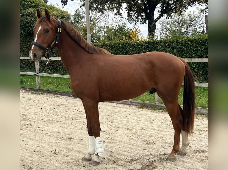 KWPN Gelding 2 years Chestnut-Red in Tilburg KWPN Gelding 2 years Chestnut-Red in Tilburg