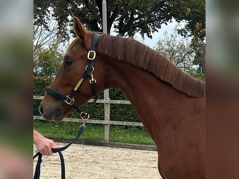 KWPN Gelding 2 years Chestnut-Red in Tilburg KWPN Gelding 2 years Chestnut-Red in Tilburg