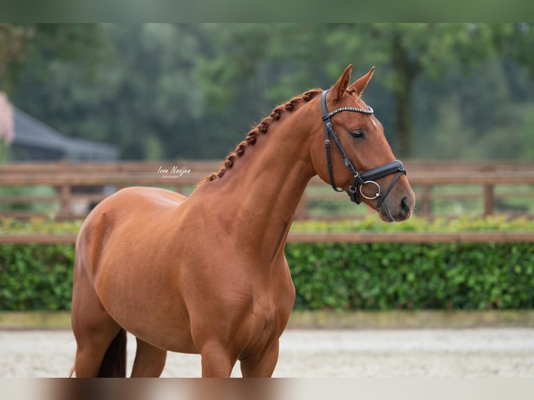 KWPN Gelding 3 years 15,1 hh Chestnut-Red in Horst