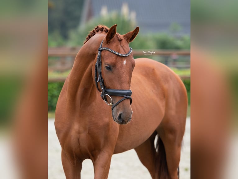 KWPN Gelding 3 years 15,1 hh Chestnut-Red in Horst