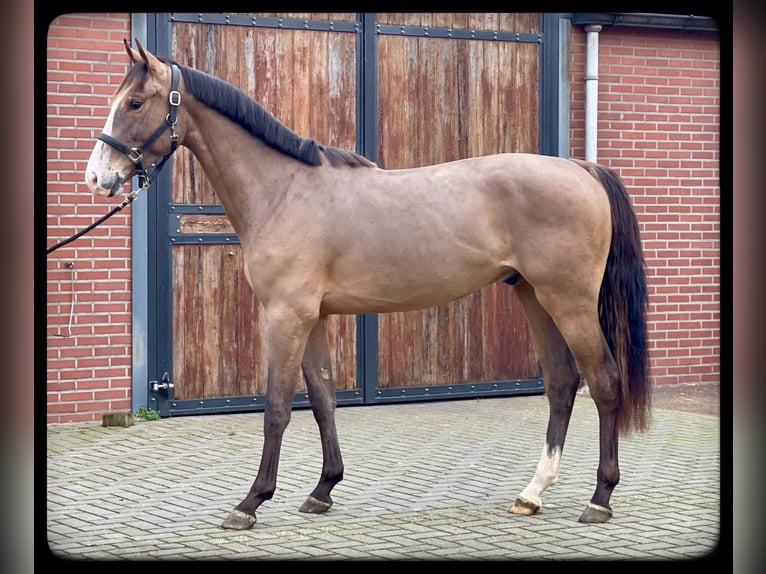 KWPN Gelding 3 years 15,2 hh Bay-Dark in Zieuwent