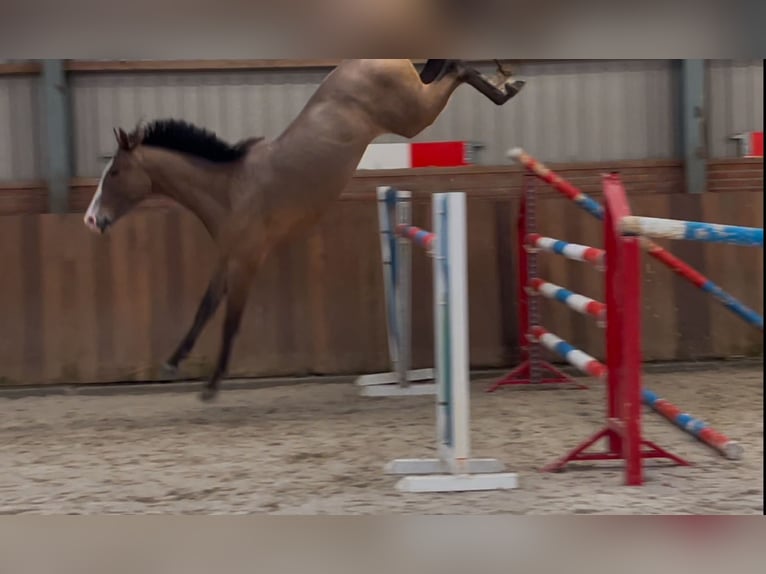 KWPN Gelding 3 years 15,2 hh Bay-Dark in Zieuwent