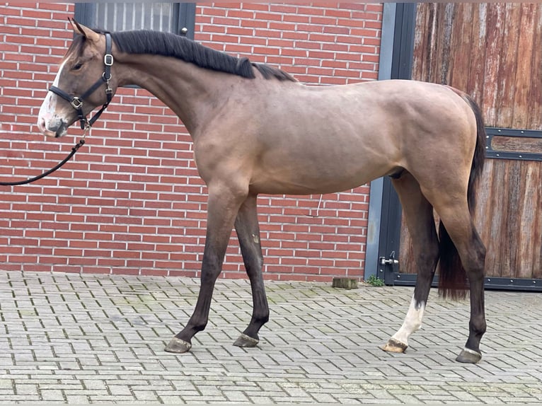 KWPN Gelding 3 years 15,2 hh Bay-Dark in Zieuwent