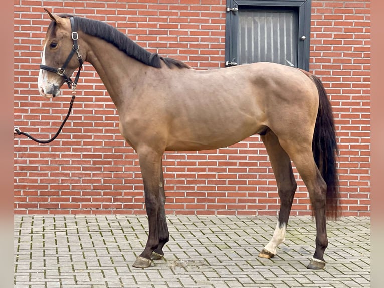 KWPN Gelding 3 years 15,2 hh Bay-Dark in Zieuwent