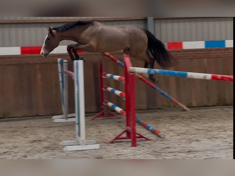 KWPN Gelding 3 years 15,2 hh Bay-Dark in Zieuwent