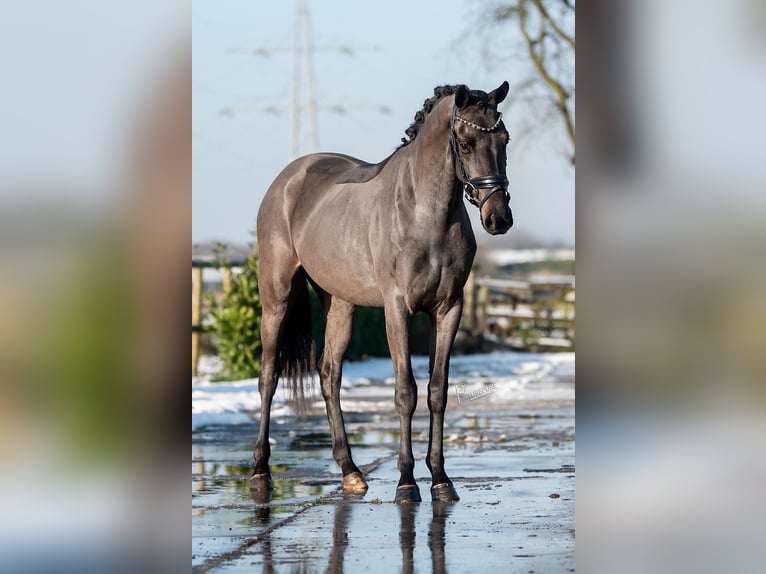 KWPN Gelding 3 years 15,2 hh Black in Weert