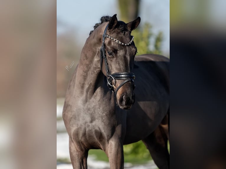 KWPN Gelding 3 years 15,2 hh Black in Weert