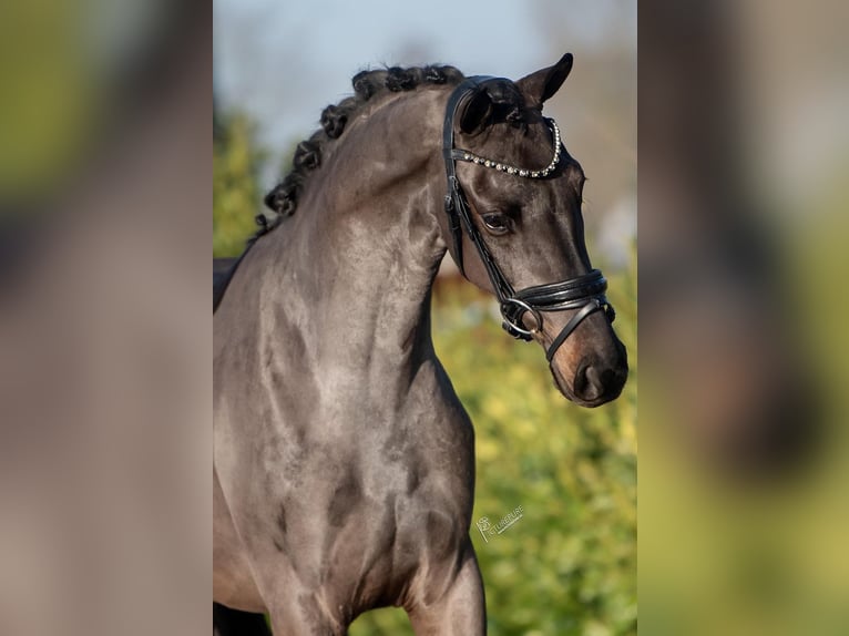 KWPN Gelding 3 years 15,2 hh Black in Weert